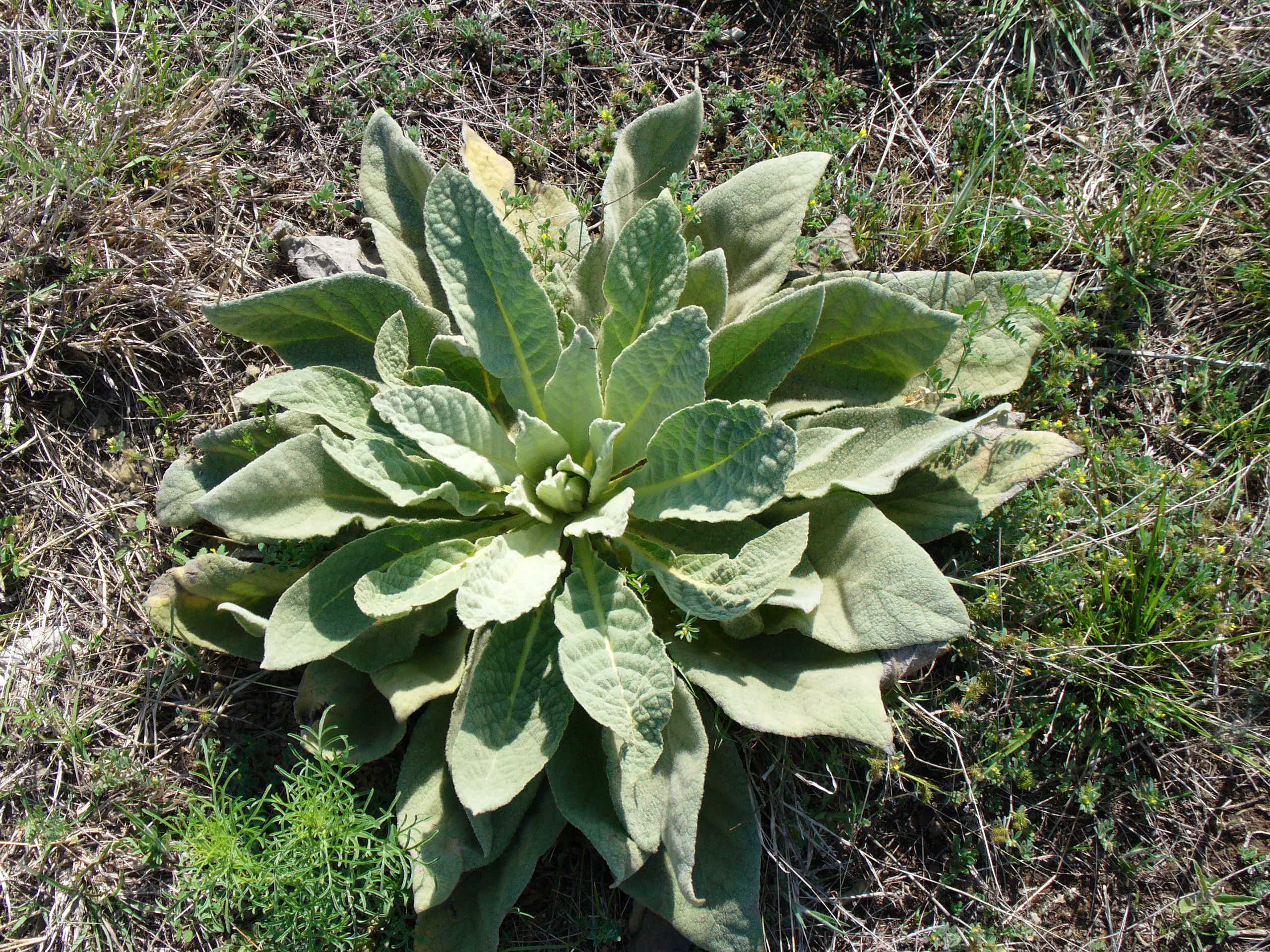 verbascum thapsus – a very useful plant! | upper highland lakes