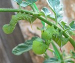 The tomato sphinx catepillar uses both color and shape to confuse their predators. (Courtesy of Paula Richards)